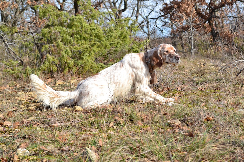 TR. Ella De la chanterelle