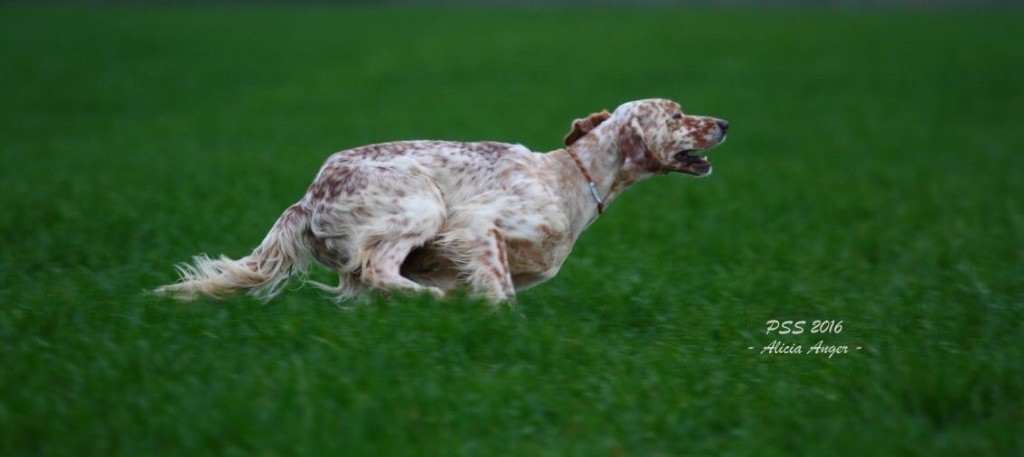 TR. CH. Hibra Des Belles Du Causse